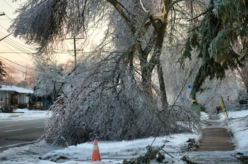 ice storms tree damage