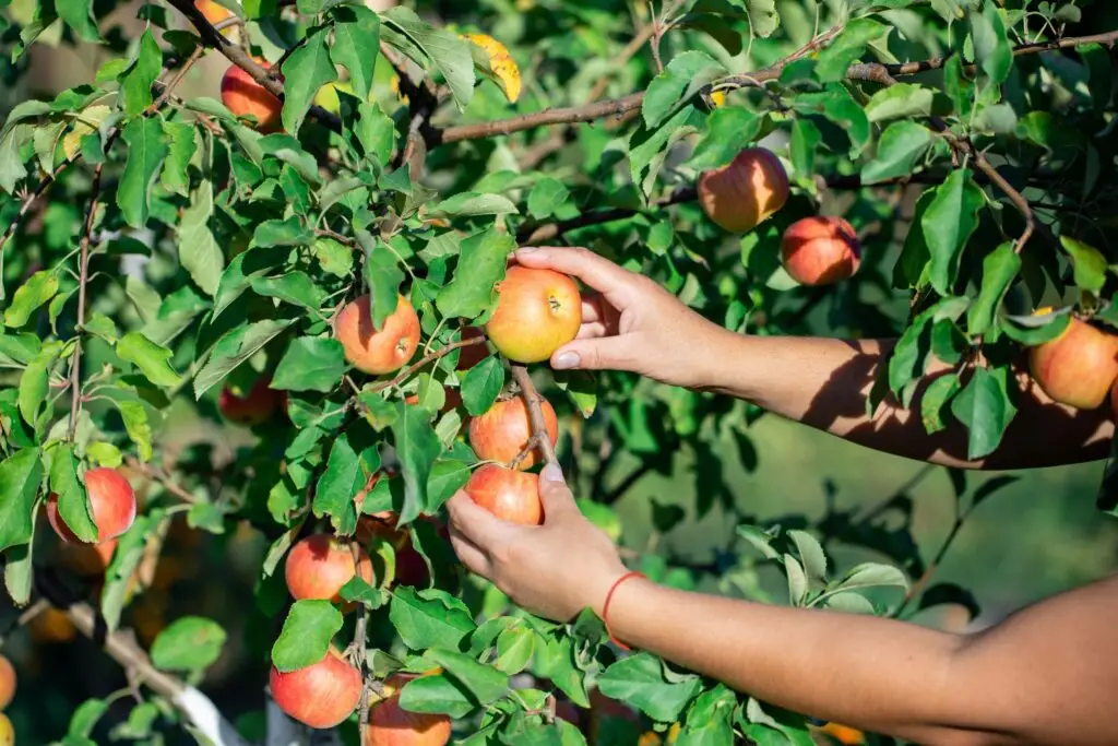 fruit tree planting