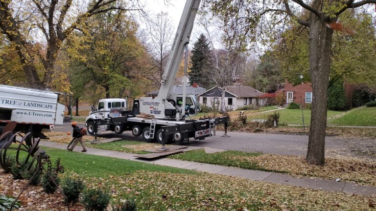 tree removal and tree cleaning