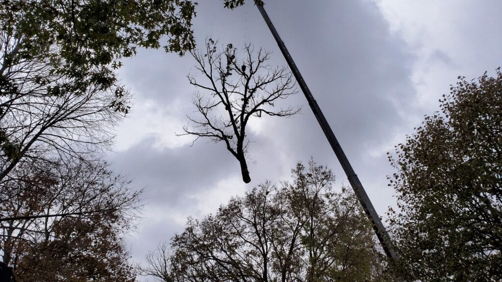 Crane Removal in Minneapolis - CRANE TREE REMOVAL