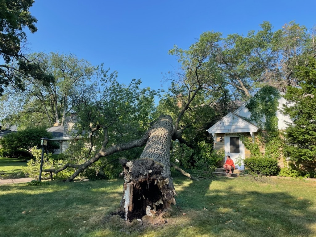 Emergency Tree Service Removal Minneapolis, MN