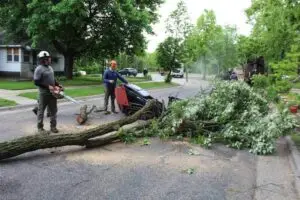 Tree Removal Financing Minneapolis MN - tree trimming minneapolis