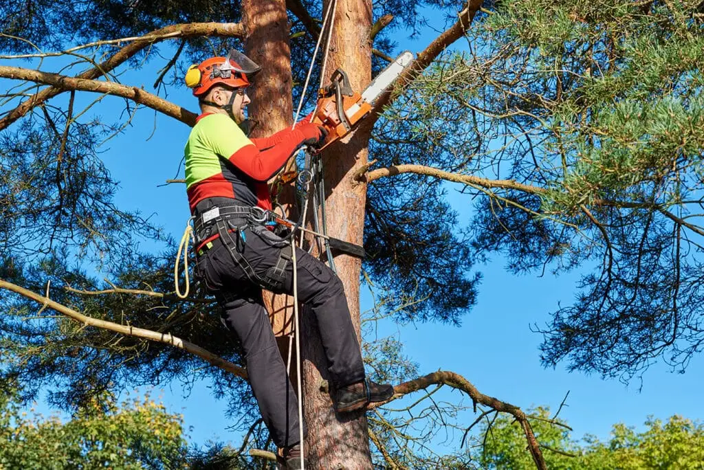 Tree Removal in Minneapolis, MN
Tree Trimming Plymouth