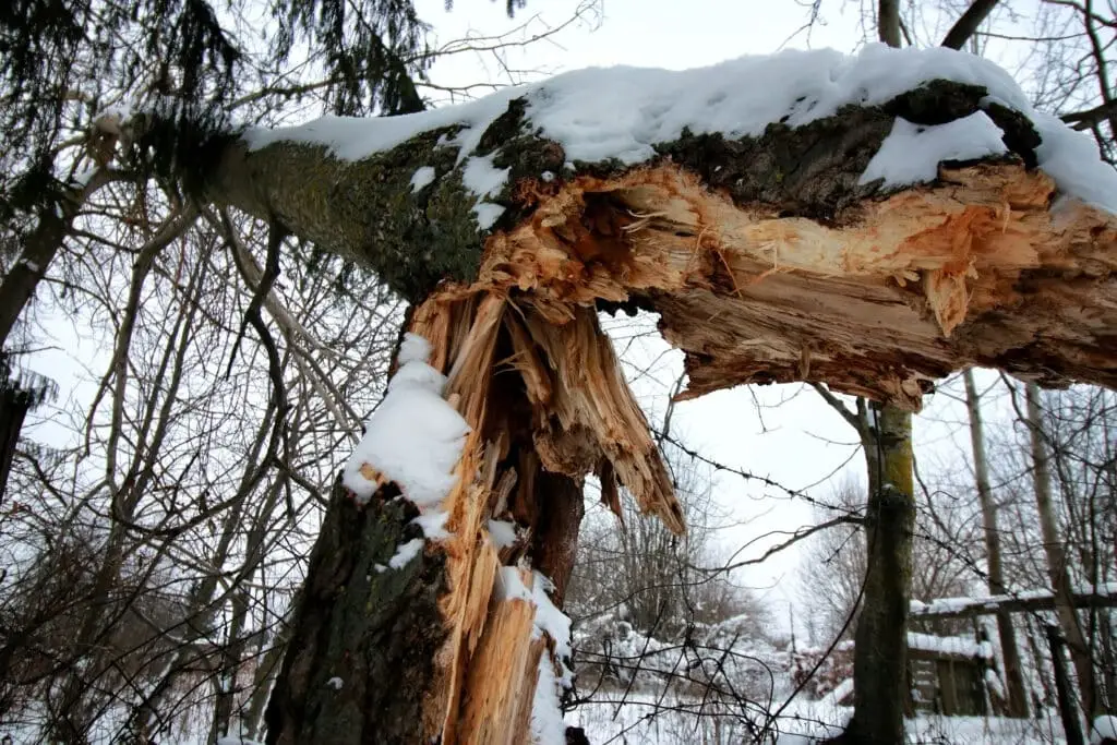 Winter Tree Care - emergency tree service - winter damaged trees