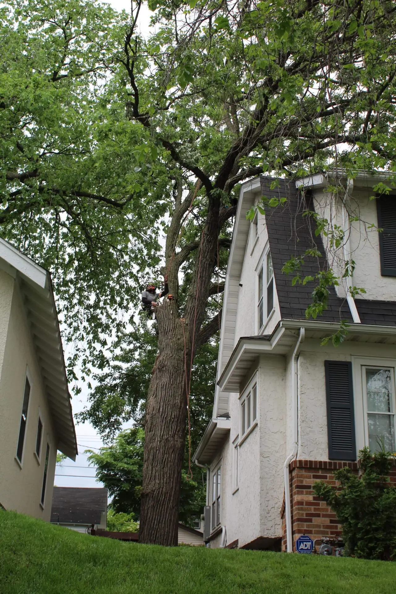 giant tree trimming