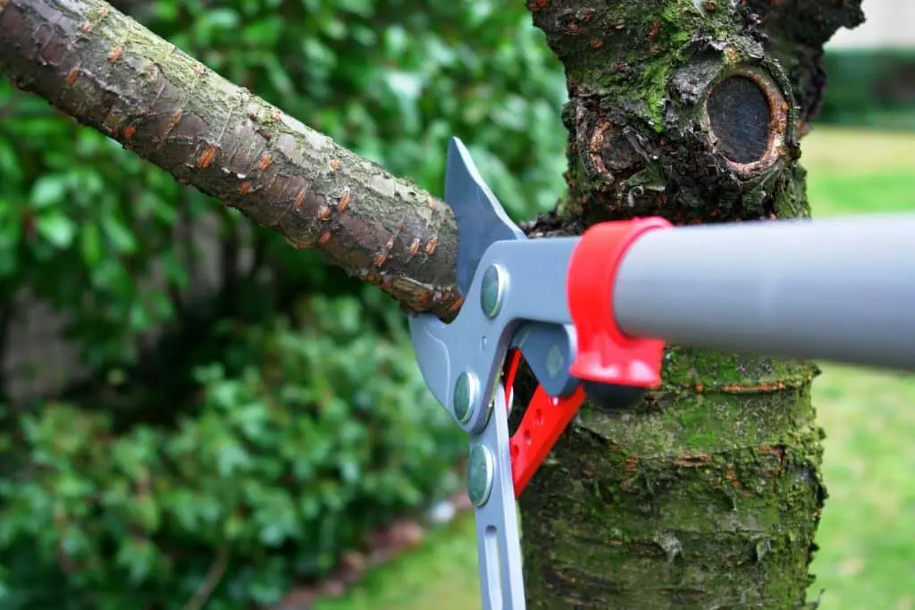 trimming small tress and tree trimming
