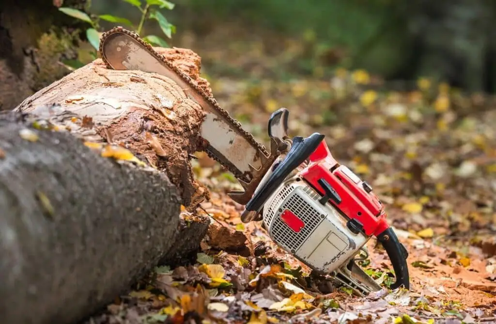 Cutting Large Tree
Fall Tree Care