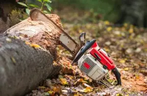 cutting large tree - Fall Tree Care Checklist