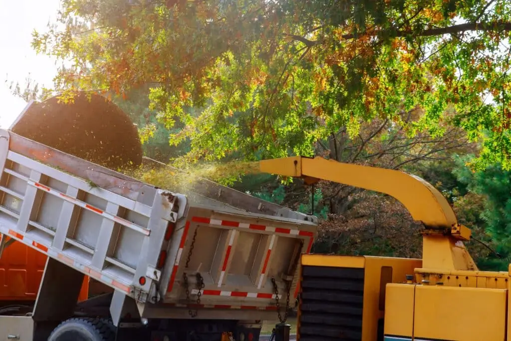 Fall Tree Trimming and fall Tree Tip