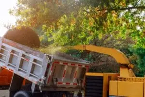 fall tree trimming and fall tree tip checklist