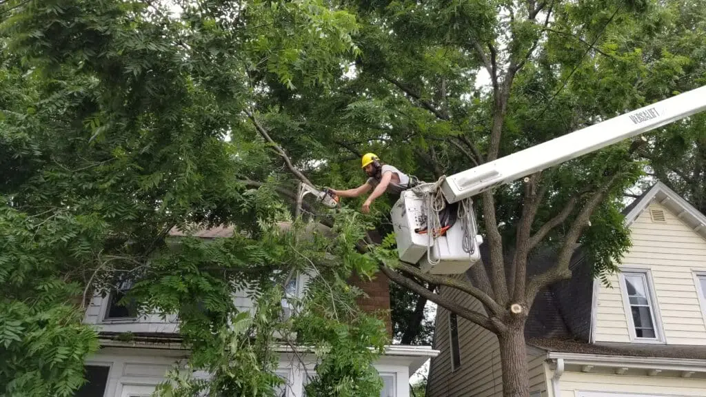 trimming tree in minnesota and tree care