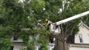 trimming tree in minnesota and tree care