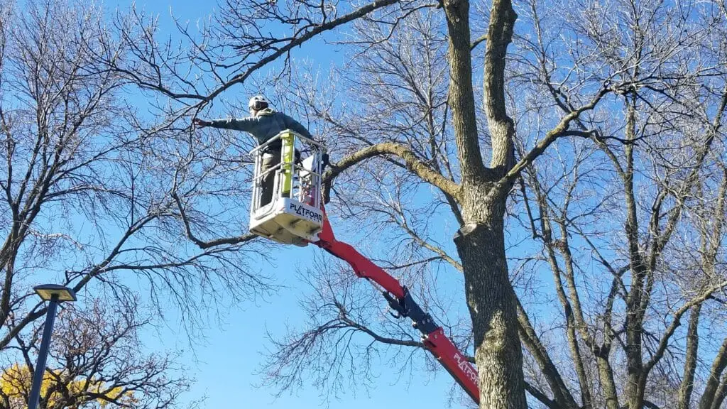 tree trimming near me