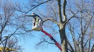 trimming large tree - spring tree care