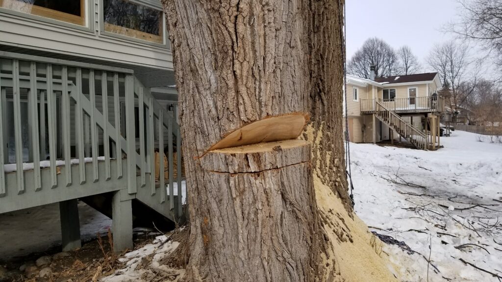 Winter Tree Care