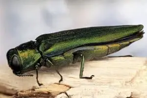 Emerald Ash Borer Tree Removal