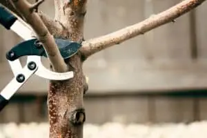 Spring Tree Care