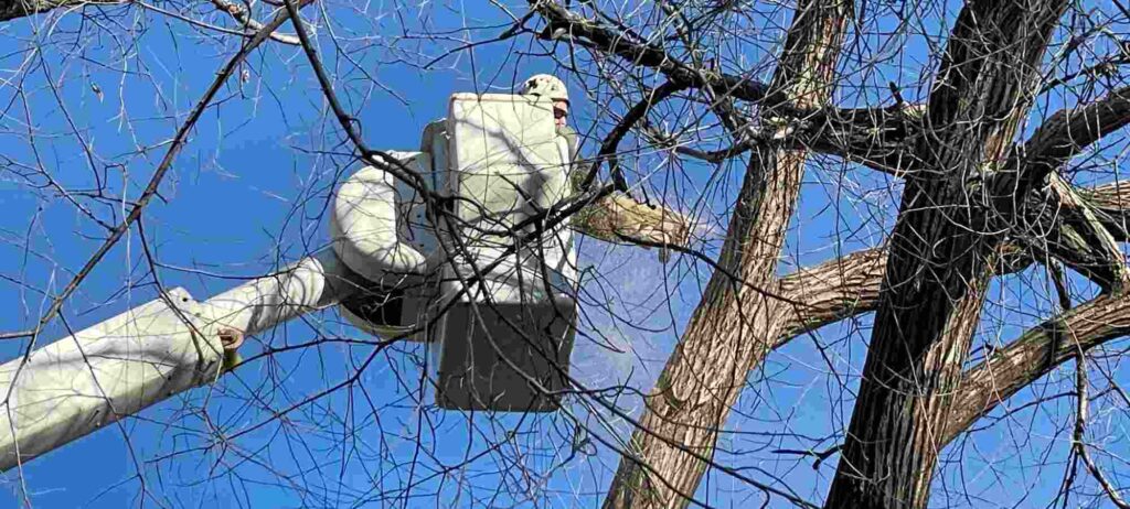 Winter Tree Trimming