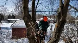 Tree Trimming and Removal