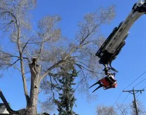 a photo of a special tree trimming machine reaching out toward a tree limb with blue sky in the back ground.