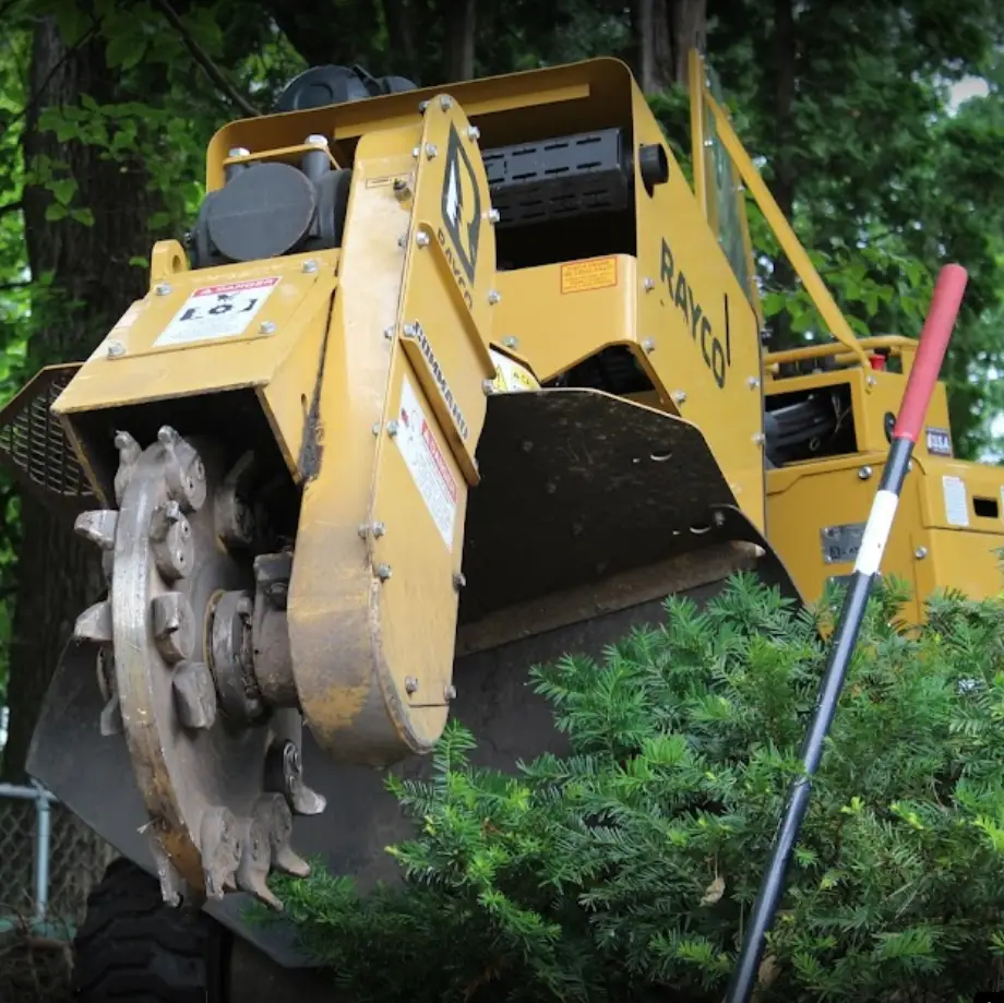 Carbide teeth on the cutting wheel of a Rayco stump grinder, shown up close as the machine moves through a Twin Cities yard
