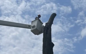 Tree Removal - the last part of the trunk