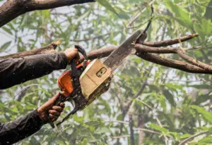A man cuts a 2 inch diameter limb from a tree to trim it.