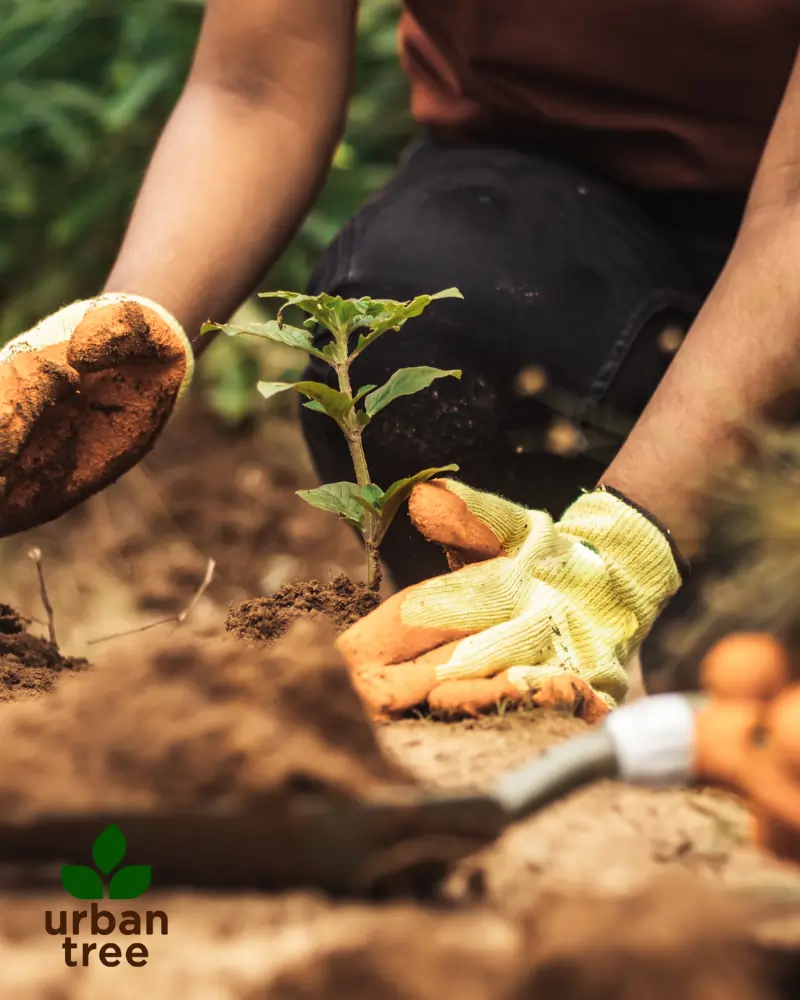 Close-up of gloved hands planting a small seedling in soil.