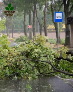 Storm-damaged tree branches obstruct a Minneapolis road near a bus stop, highlighting the need for emergency tree removal.
