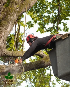 A tree surgeon in a bucket lift uses a chainsaw to prune a tree branch in Minneapolis, highlighting tree maintenance.