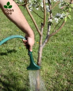 A close-up shows a person's arm and hand holding a green watering wand, directing water onto the base of a small flowering tree in a grassy area in Minneapolis.