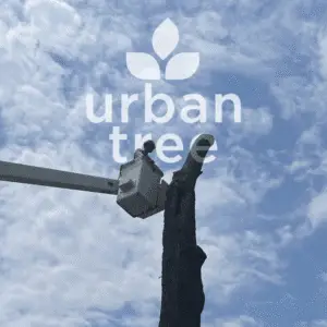urban tree, last of the tree removal