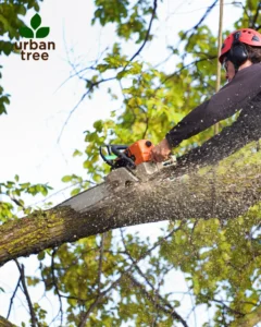 A skilled arborist in a red hard hat and ear protection uses a chainsaw to cut a large tree branch, with wood chips and sawdust flying. The Urbantree logo is visible in the top left, signifying professional and precise tree services in Minneapolis.