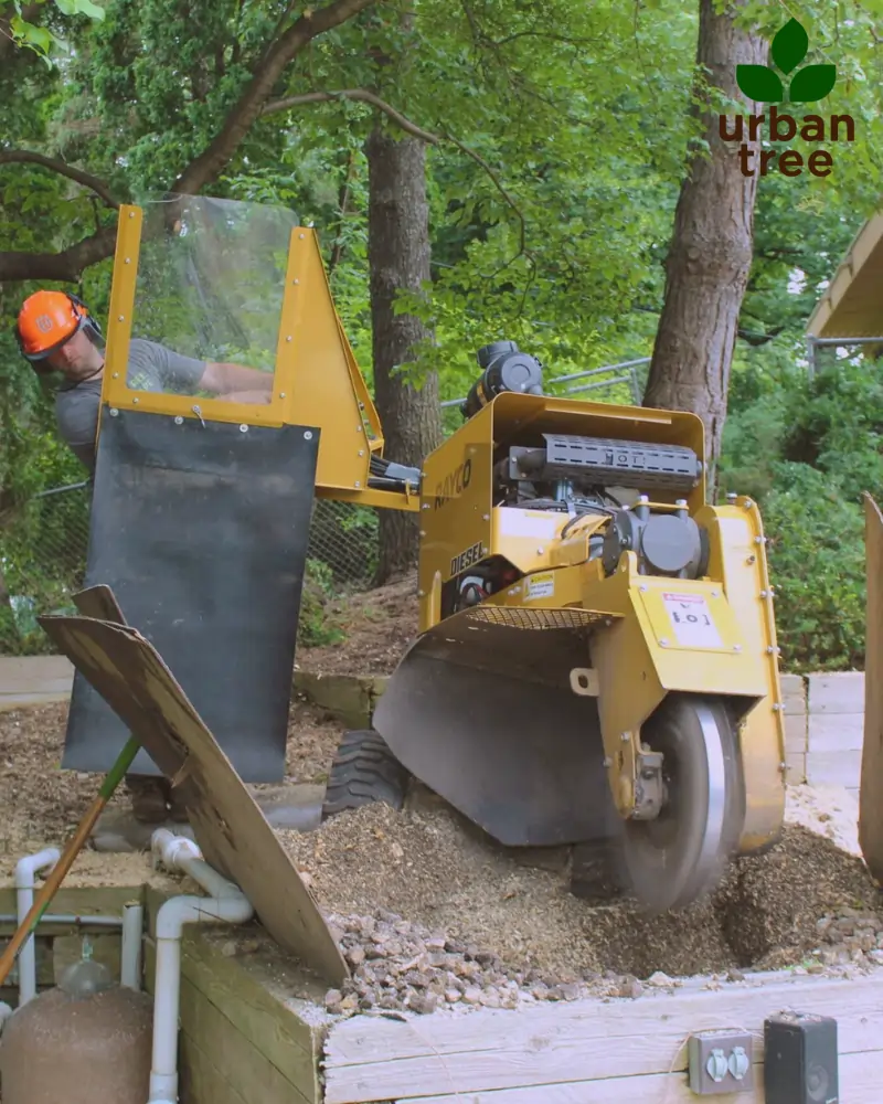 A worker in an orange hard hat operates a large, yellow stump grinder, actively grinding a tree stump down to mulch. The Urbantree logo is in the top right corner.