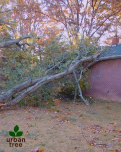 A large tree has fallen onto the side of a brick house, with branches scattered on the ground. The Urbantree logo in the bottom left corner indicates emergency tree removal services for such incidents in Minneapolis.