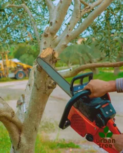 A close-up shows a person using a chainsaw to prune a branch from a tree. The Urbantree logo is in the bottom right corner, signifying their tree care services for preventive maintenance in Minneapolis.