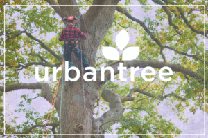 Urban Tree's certified arborist safely performing high-level tree removal or pruning, demonstrating safety practices in tree services.