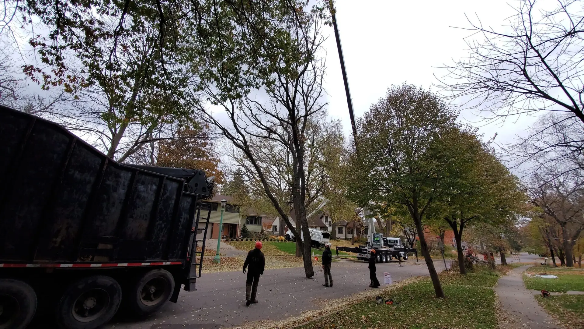 Large crane boom extended high into a tall tree with ground crew spotting from a residential street