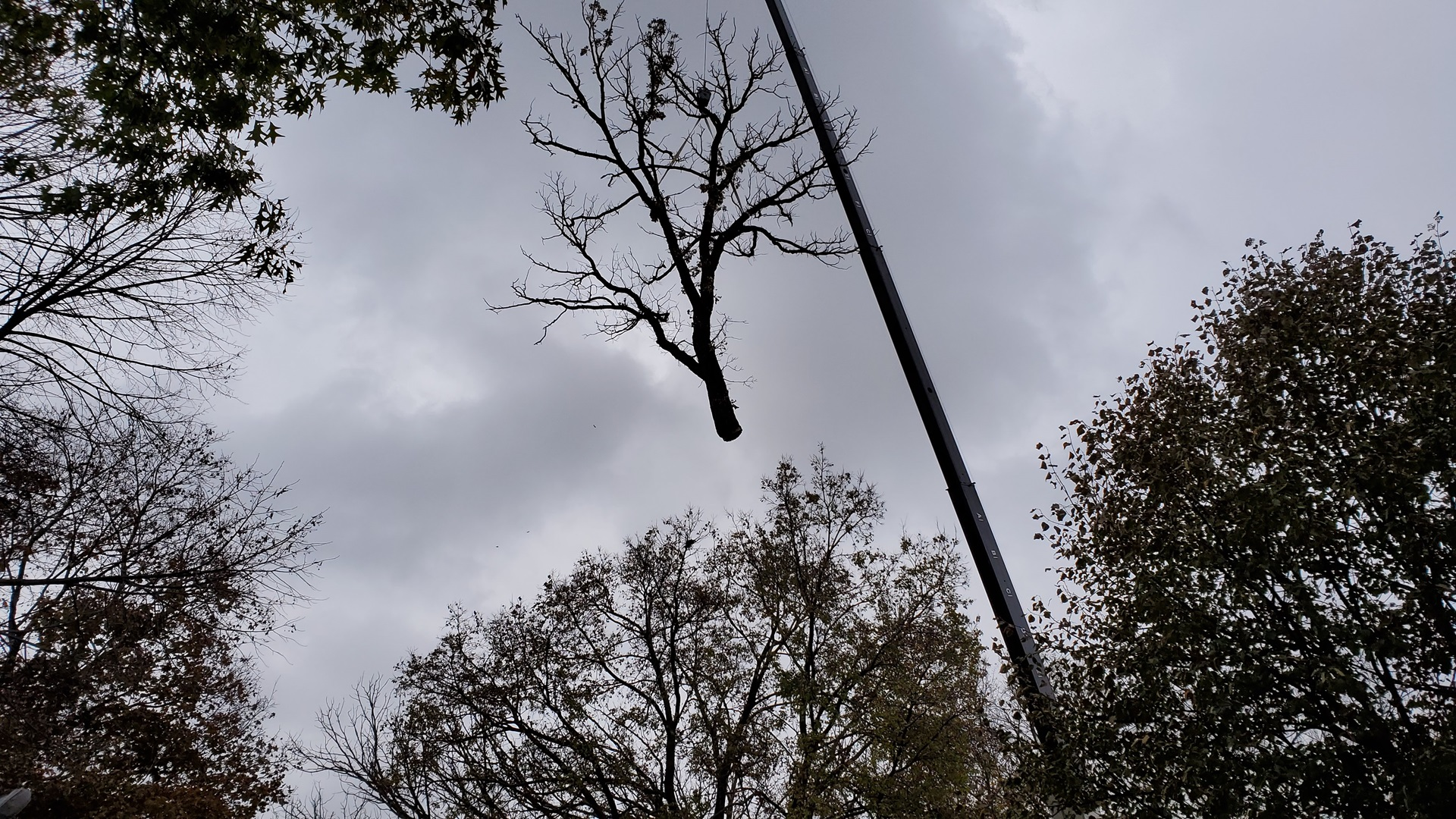 Crane lifting a large silver maple section away from a house during a tree removal in the Minneapolis metro