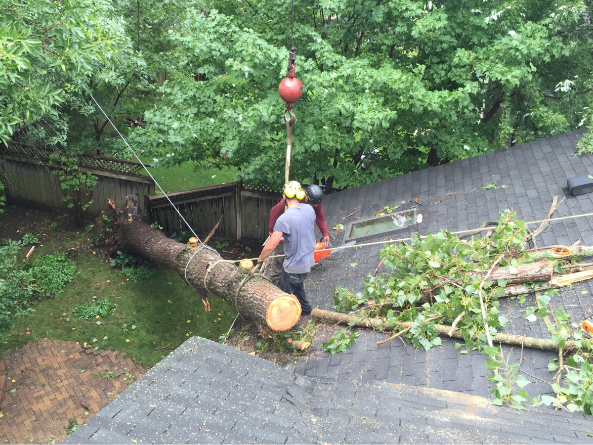 Arborist rigging a log section to a crane during a tree removal next to a Twin Cities rooftop.