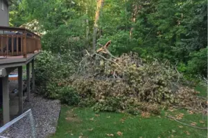 The failed oak down in the backyard with hangers still overhead, Plymouth