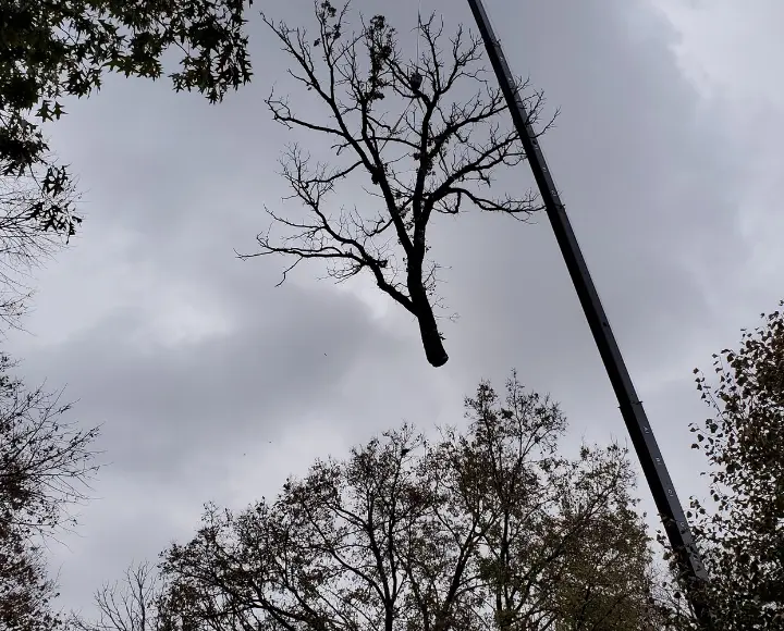 crane assisted tree removal Twin Cities MN, crane lifting a trunk section over a roof