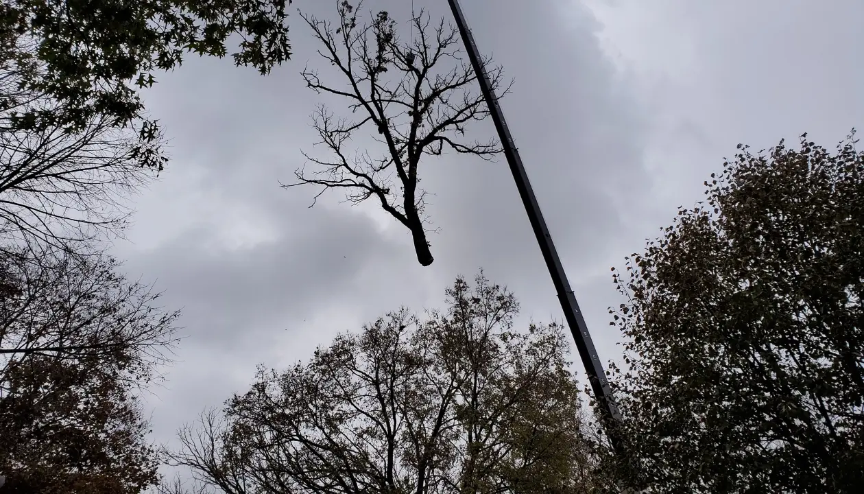 Urban Tree arborist assessing whether a crane is the right method for a tree removal in Minneapolis MN