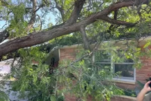 emergency tree service Twin Cities, storm-damaged tree on a house