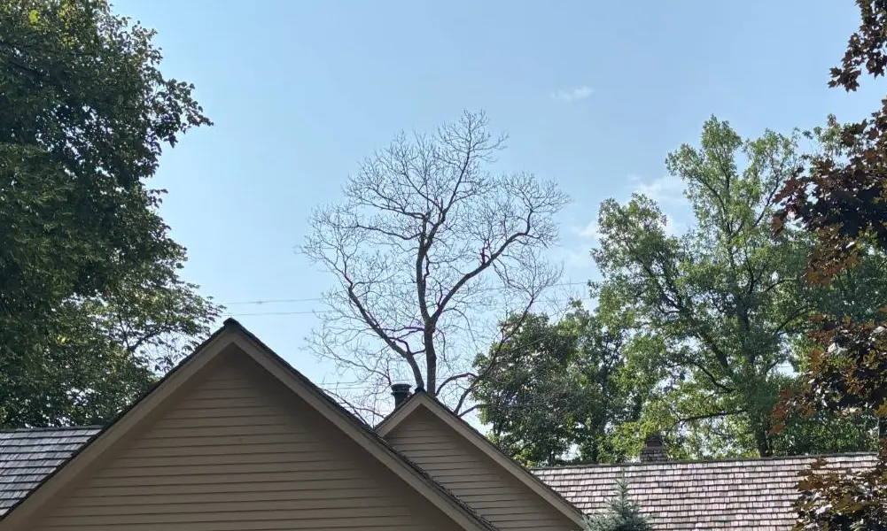 Homeowner's view of a possibly dead tree in a Minneapolis MN back yard before an Urban Tree assessment