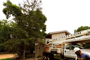 tree trimming and pruning Twin Cities, arborist working from a bucket truck