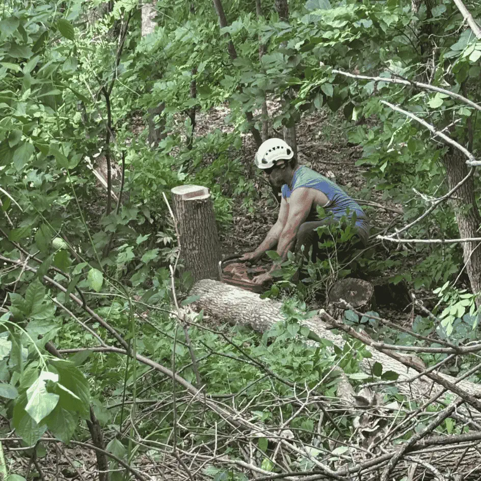 Dying ash tree being removed from a wooded Minneapolis MN back yard by the Urban Tree crew