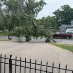 Low green ash branch extending across a Blaine driveway before crane tree removal work