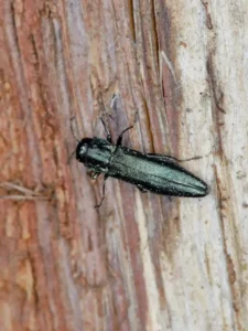 Metallic green adult emerald ash borer beetle on stripped ash wood, roughly half an inch long