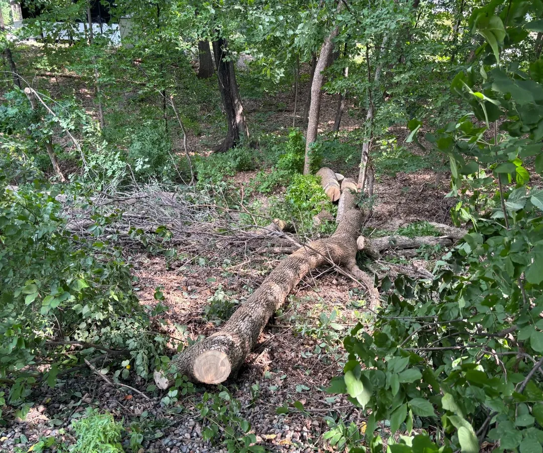 Emerald ash borer Plymouth MN, a felled ash on the ground with the first crosscut made, taken down while the wood was still sound